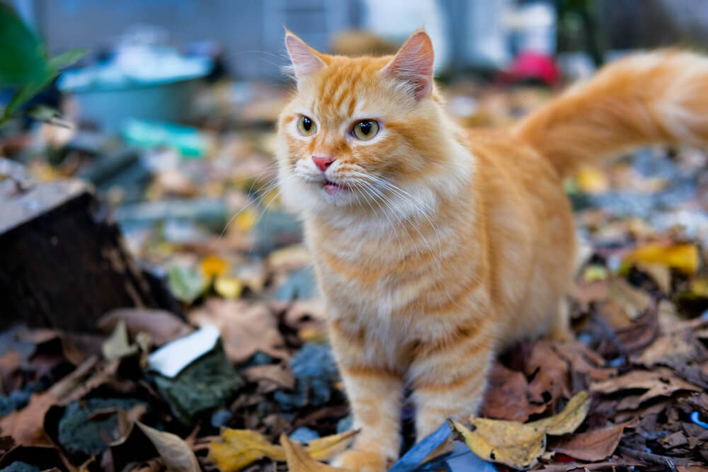 orange mackerel tabby cat