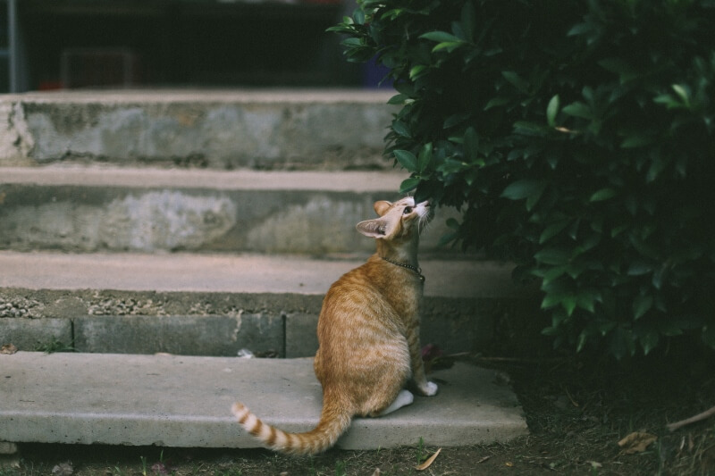 gato atigrado manchado