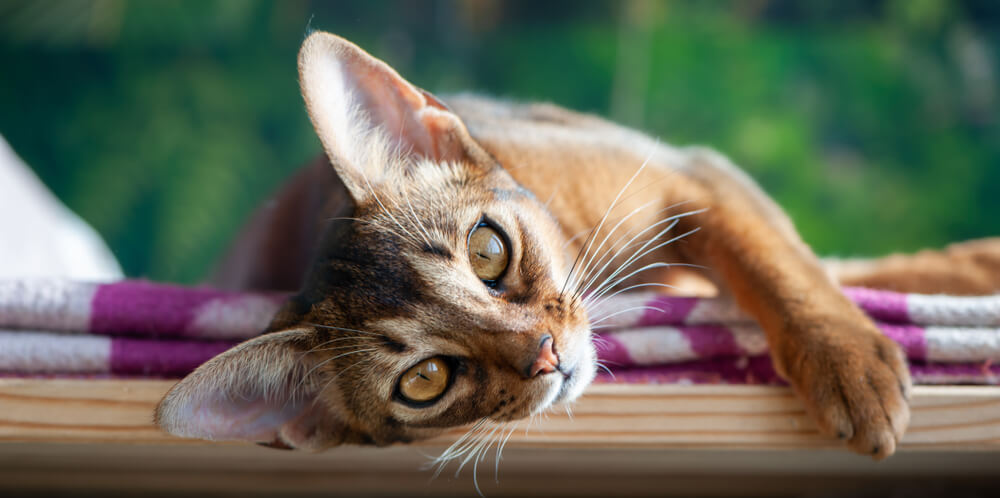 gato atigrado marcado