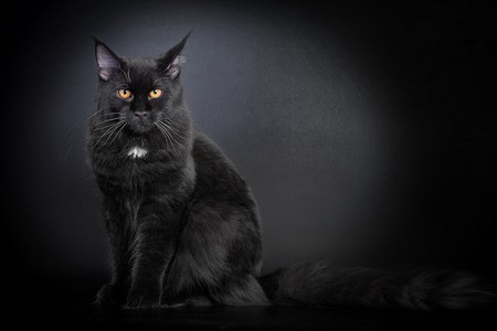 Image of a black Maine Coon cat sitting and gazing attentively