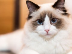 Beautiful young white purebred Ragdoll cat, showcasing its elegant and gentle nature.