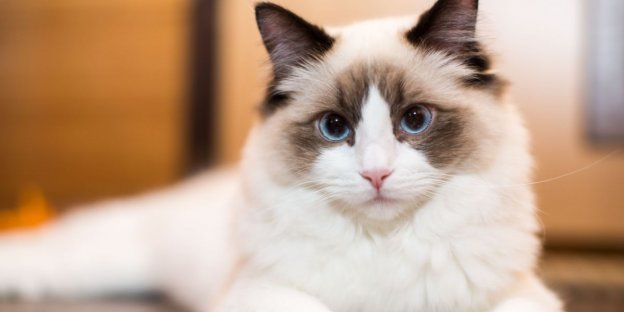35 Most Popular Ragdoll Cat Names