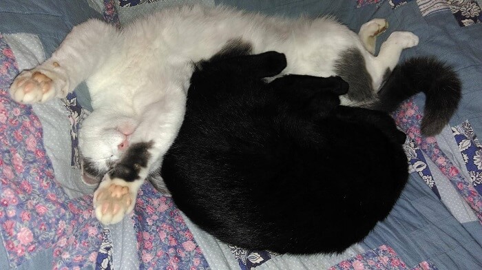 Image of two cats, Flecki and Nessi, cuddling.