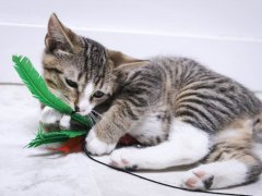 kitten playing