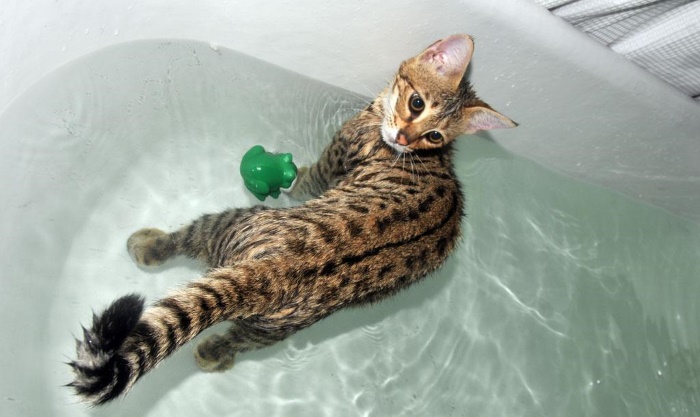 savannah cat playing in water