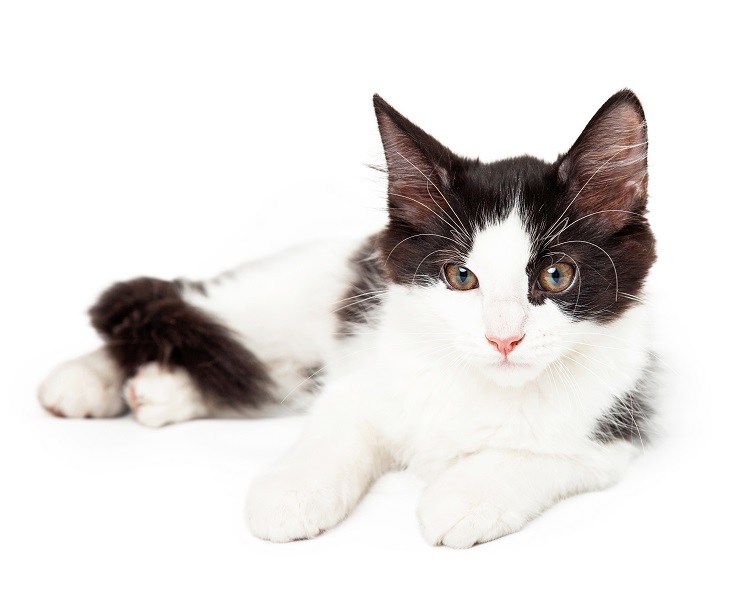 An image showcasing a charming tuxedo cat.