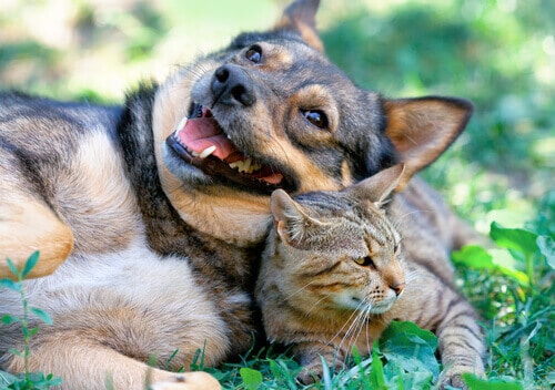 Cat and dogs getting along.