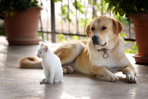 Cats and dogs living together.