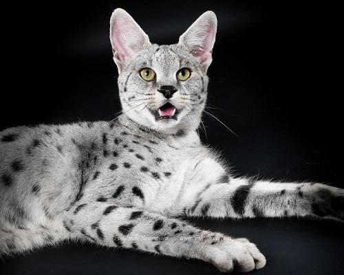 savannah cat with black and white fur
