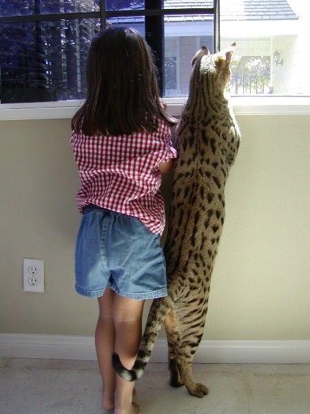 savannah cat with a young girl