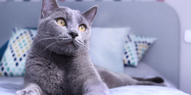 125 Best Russian Blue Cat Names And Their Meanings
