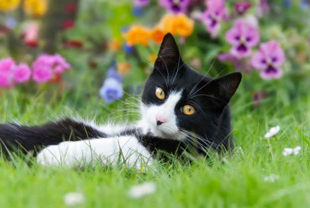50 Most Popular Tuxedo Cat Names