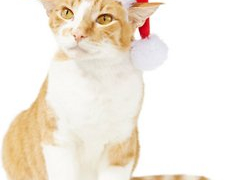 Holiday Santa Hat Pet Costume