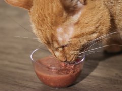 cat eating cat food from a bowl