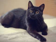 Captivating image of a black kitten, exuding innocence and playfulness with its wide eyes and curious expression