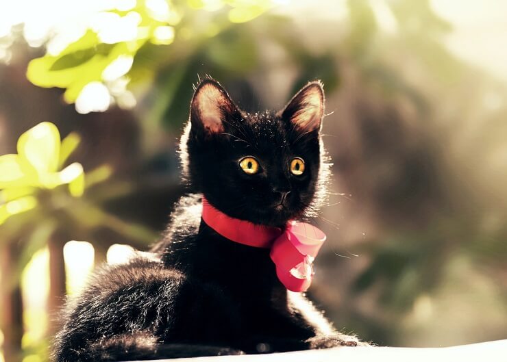 Image of a black cat wearing a red ribbon around its neck
