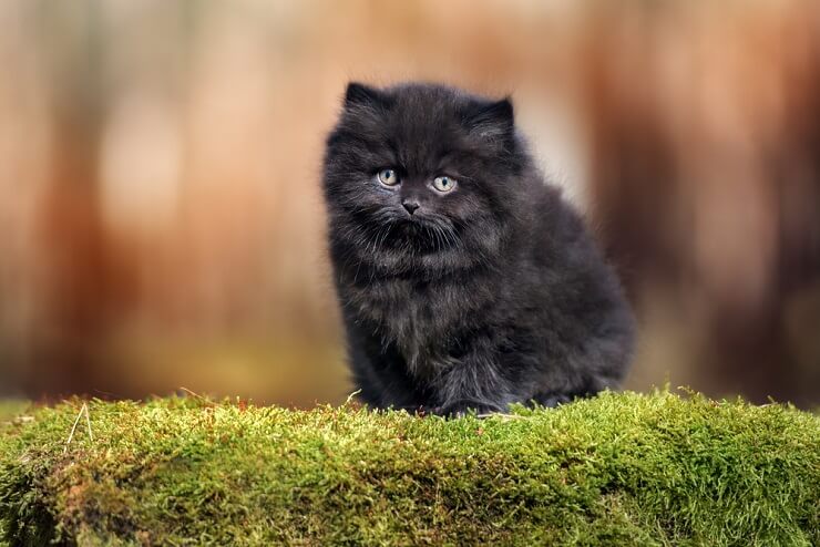 Image of a black kitten looking attentively