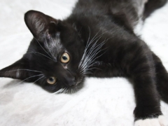 Most Popular Black Kitten