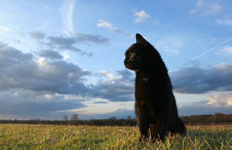 Picture of a cat surrounded by lush green grass, gazing away