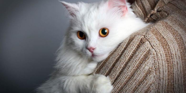70 Best Names For White Cats