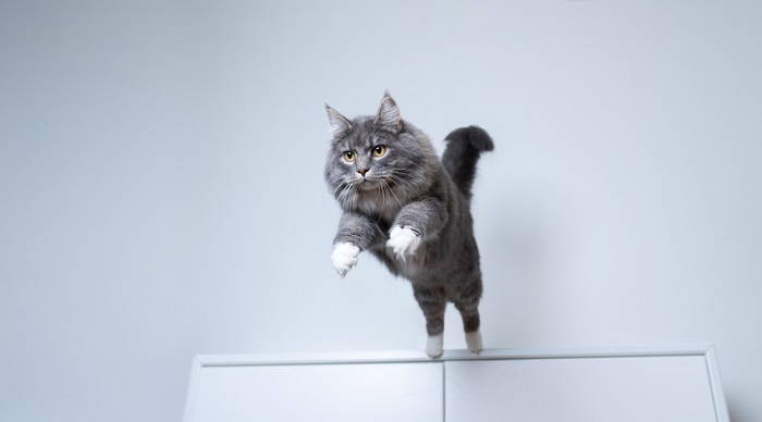 Cat in mid-jump.