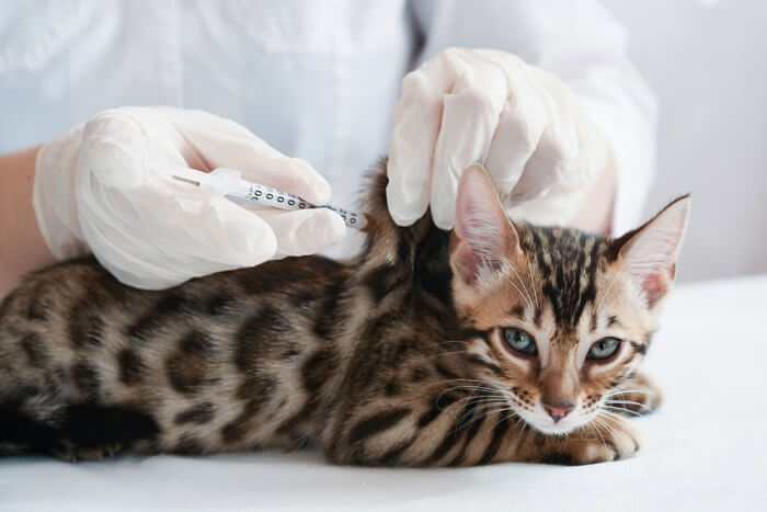 Visual representation of a cat receiving a vaccination
