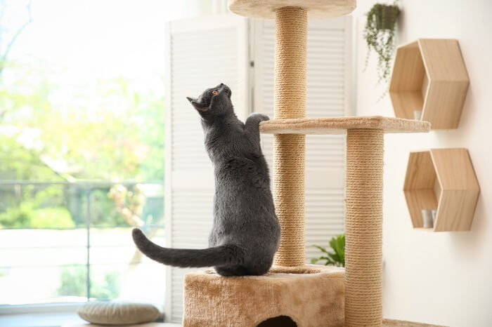 A cat engaged in climbing and exploring.