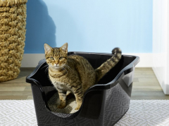 cat stands inside the litterbox