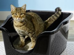 cat stands inside the litterbox