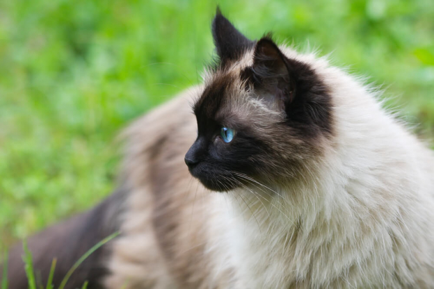 350+ Inspiring Siamese Cat Names for Your Feline Friend