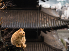 An adorable image showcasing a charming Japanese cat with a distinct kawaii (cute) appeal.