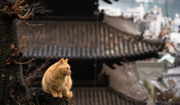 200+ Japanese Cat Names – Exotic Ideas for Your Feline Friend