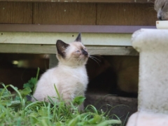Siamese Cat Kittens Eating Wet Dry Food