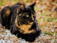 Unique Tortoiseshell Cat Names for Your Adorable Kitty