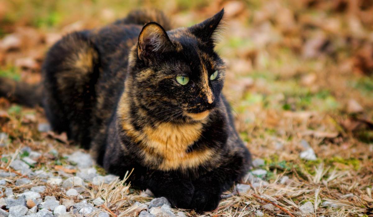 black and orange cat