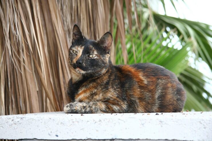 A unisex tortoiseshell cat, displaying the distinctive coat pattern of this feline variety.