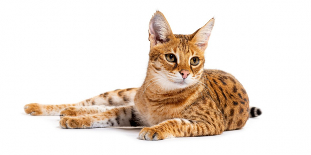 Try These 50 Unique and Interesting Names for Savannah Cats