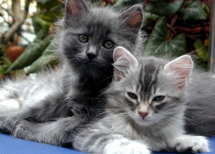 fluffy dark gray kitten