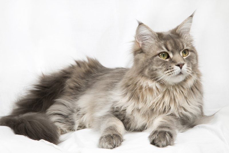 The image showcases a cat in a relaxed or natural setting, highlighting the beauty and grace of these beloved feline companions.