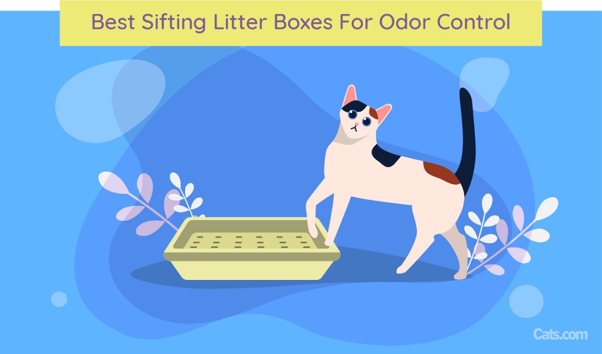 Best litter box for odor outlet control