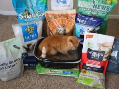 12 Best Cat Litters