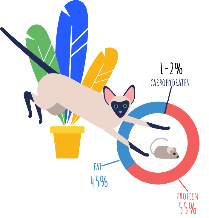 Illustration of basic feline nutrition