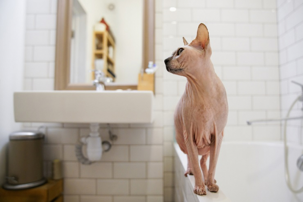 Mirtazapine for Cats: Overview, Dosage & Side Effects - Cats.com