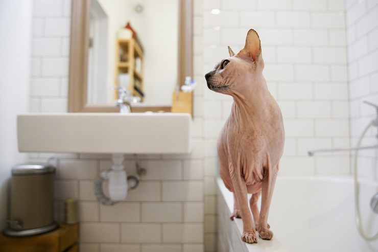 cat in the tub