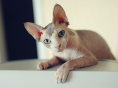 Sphynx Cat looking curious