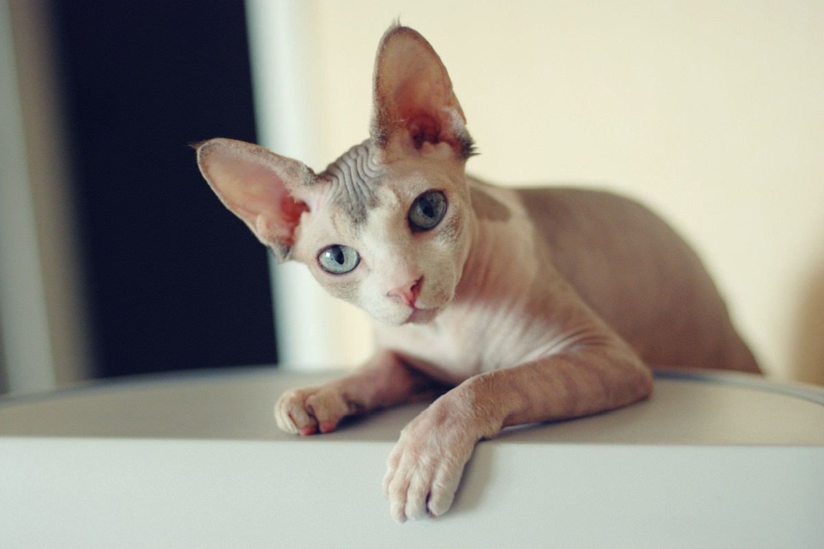 Bald store cat name