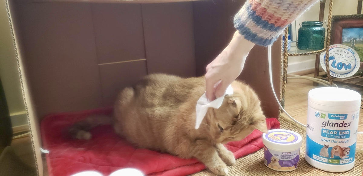 Tester using wipe on orange cat