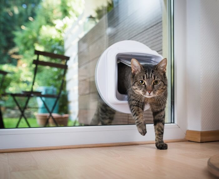 The 7 Best Cat Doors In 2023 | Cats.com