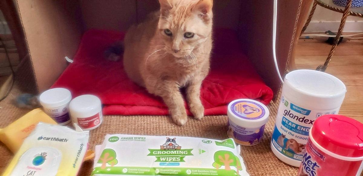 cat looking at the best cat wipes products