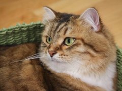 Brown White Siberian Cat Laying In Green Basket